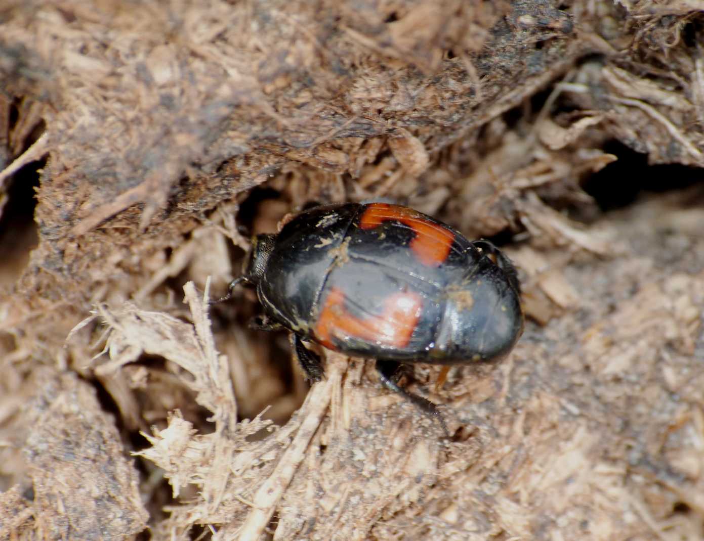 Hysteridae rosso e nero: Hister illigeri illigeri